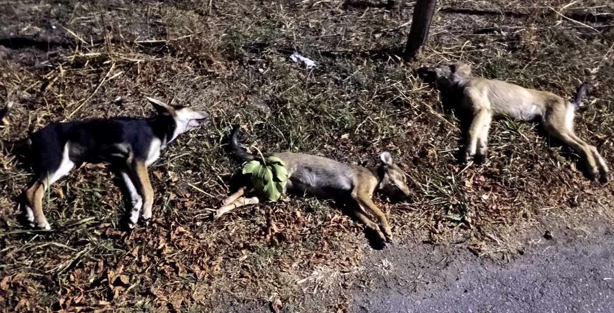 https://www.quotidianodelsud.it/wp-content/uploads/2026/09/cani-morti-cutro.jpeg