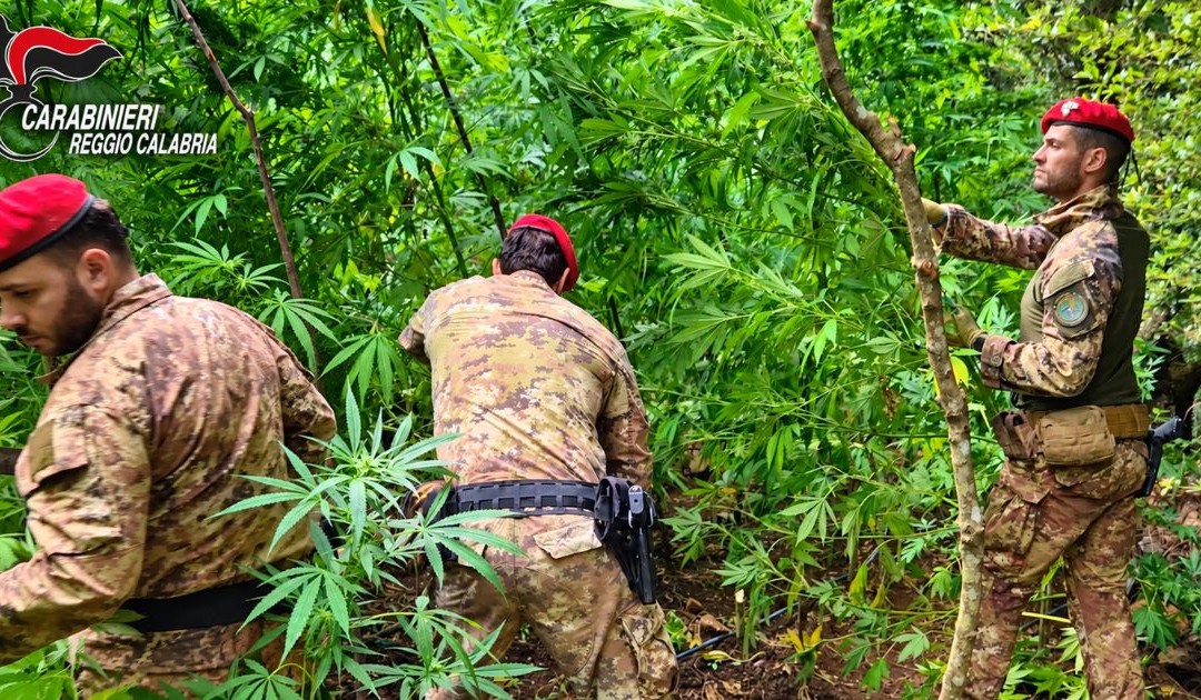 Droga, maxi piantagione di cannabis, sequestrate 300 piante a Gioiosa Ionica
