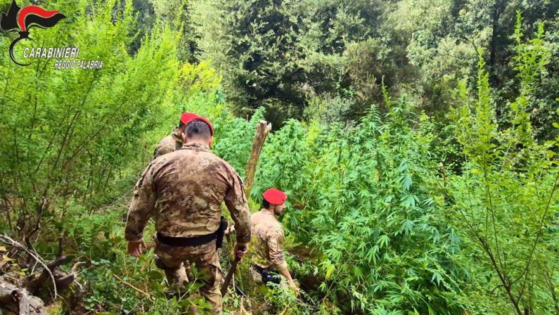 Scoperte 5 piantagioni di marijuana tra boschi dell’Aspromonte, due arresti