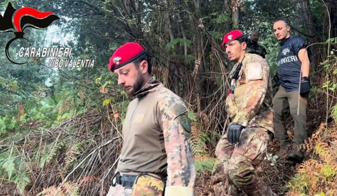 San Giovanni di Gerace, distrutte 550 piante di cannabis