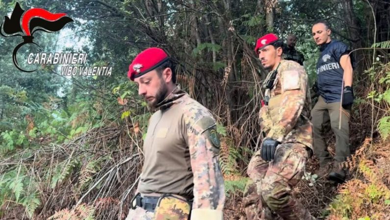 San Giovanni di Gerace, distrutte 550 piante di cannabis