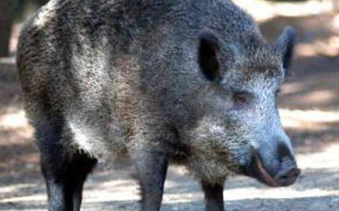 Il cinghiale attraversa la strada, scontro tra 3 auto e 4 feriti