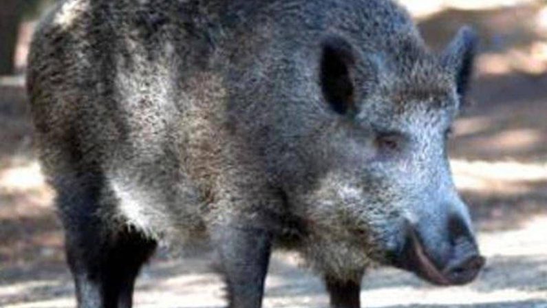 Il cinghiale attraversa la strada, scontro tra 3 auto e 4 feriti