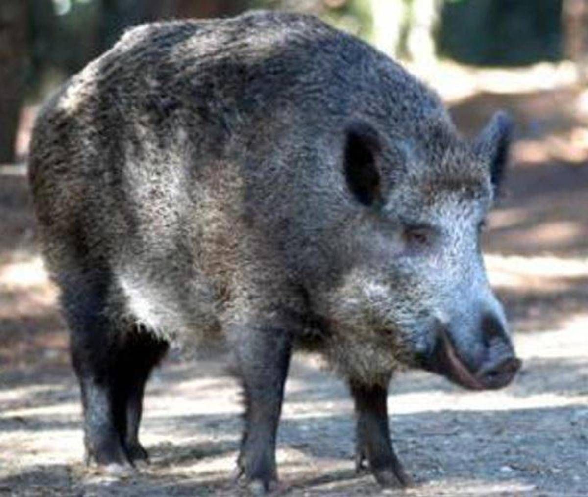 https://www.quotidianodelsud.it/wp-content/uploads/2026/09/cinghiale-adn.jpeg