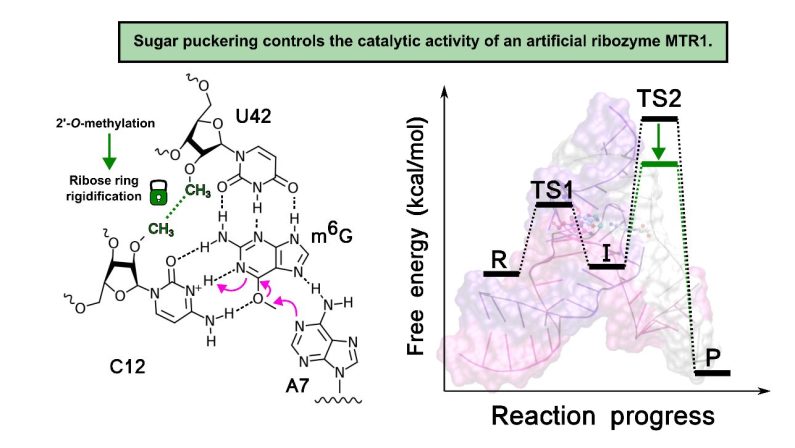 Modifiche chimiche possono aumentare l’efficienza delle molecole di RNA, lo dimostra uno studio del Cnr