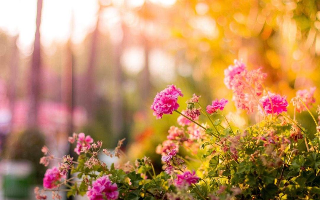 Una nonna cura un giardino per 20 anni, ma il Comune vuole smantellarlo