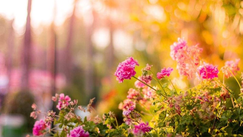Una nonna cura un giardino per 20 anni, ma il Comune vuole smantellarlo