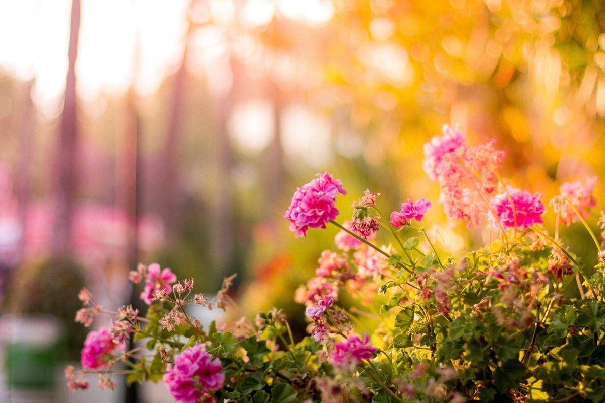 https://www.quotidianodelsud.it/wp-content/uploads/2026/09/fiori-giardino-123rf.jpeg