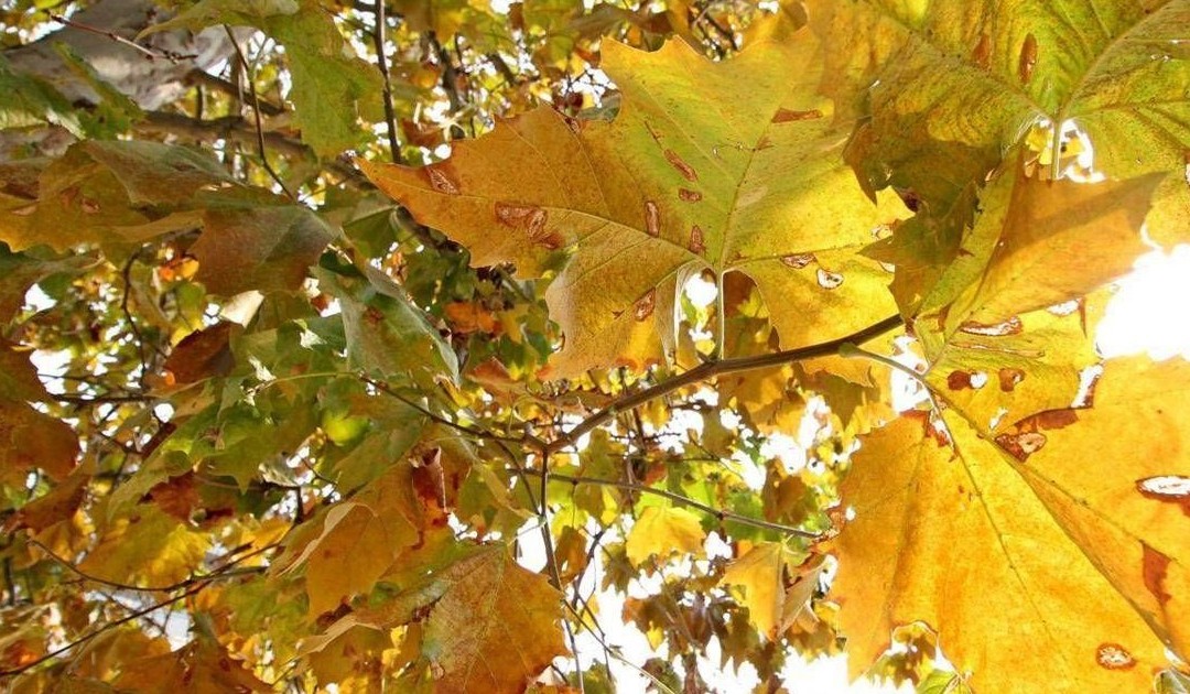Equinozio di autunno 2026, quando arriva? L’estate ha le ore contate