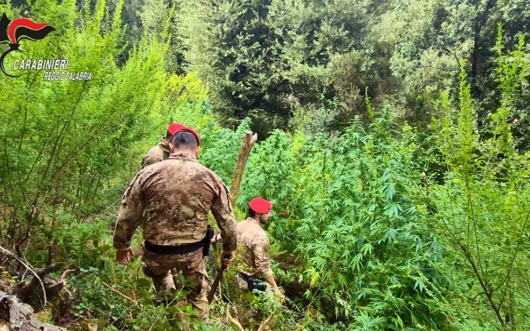 Scoperte 5 piantagioni di marijuana tra i boschi dell’Aspromonte, due arresti