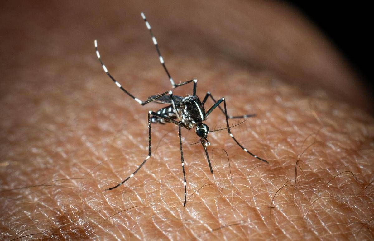https://www.quotidianodelsud.it/wp-content/uploads/2026/09/ftg-ipa48793467-west-nile-zanzara.jpeg