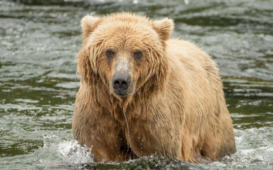Backpack è l’orso più grasso dell’Alaska, eletto il vincitore del concorso ‘Fat Bear Week’