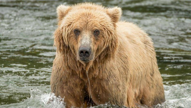 Backpack è l’orso più grasso dell’Alaska, eletto il vincitore del concorso ‘Fat Bear Week’