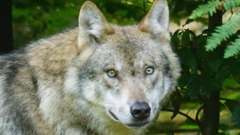 Catturato un esemplare di lupo nell’agro tra Noicattaro e Rutigliano