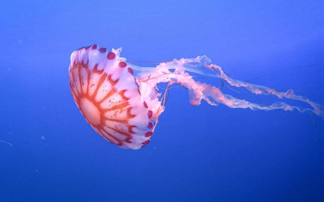 Medusa ortica, così provoca dolore e morte delle cellule: eparina protegge dal veleno