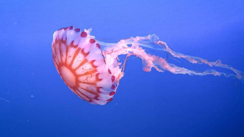 Medusa ortica, così provoca dolore e morte delle cellule: eparina protegge dal veleno