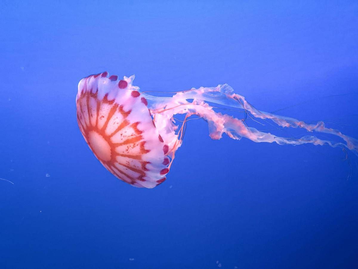 https://www.quotidianodelsud.it/wp-content/uploads/2026/09/medusa5-123rf-free.jpeg
