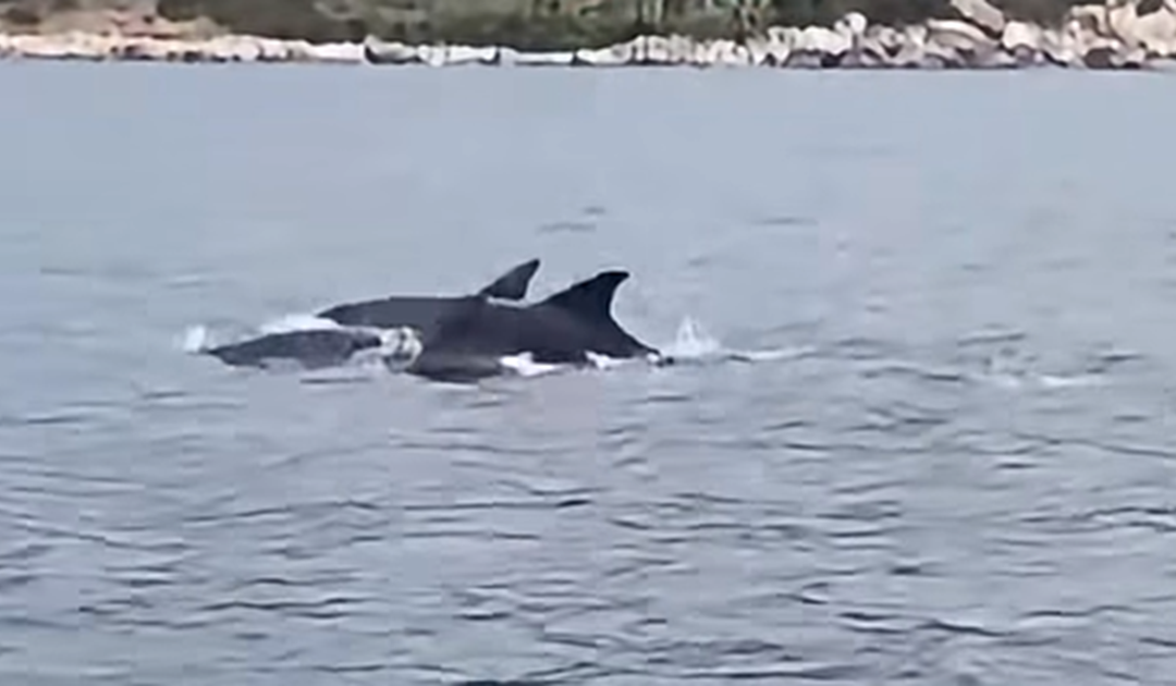 I delfini nel mare antistante Nicotera e Joppolo
