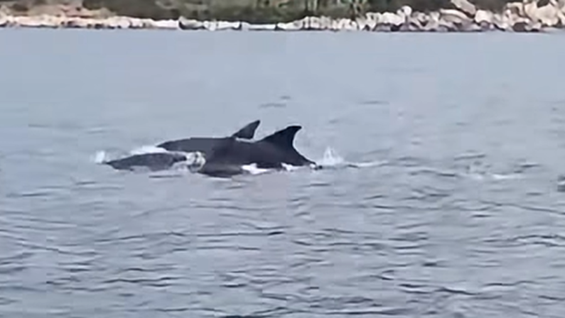 Lo spettacolo dei delfini tra Nicotera e Joppolo