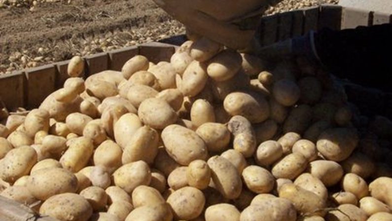 La Patata della Sila: filiera, identità e futuro. Dibattito tra gli esperti