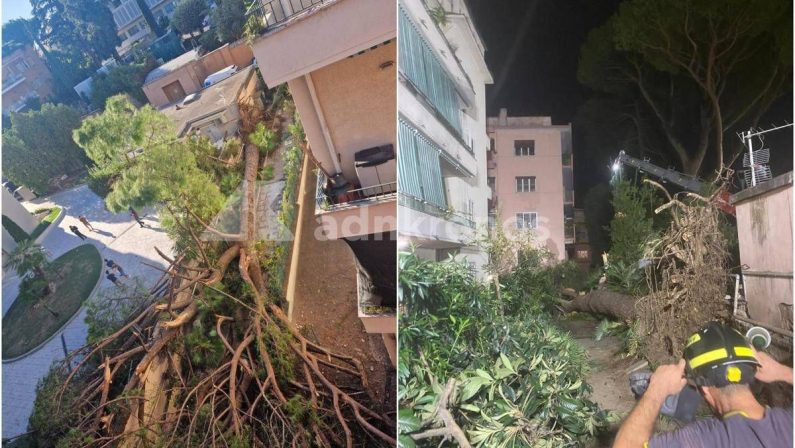 Roma, pino secolare cade su un palazzo in zona Salaria: residenti bloccati