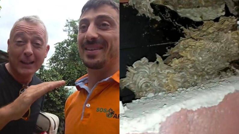 Pierluigi Diaco e Alessio Orsingher punti dalle vespe in casa, interviene il disinfestatore: “Nido enorme”