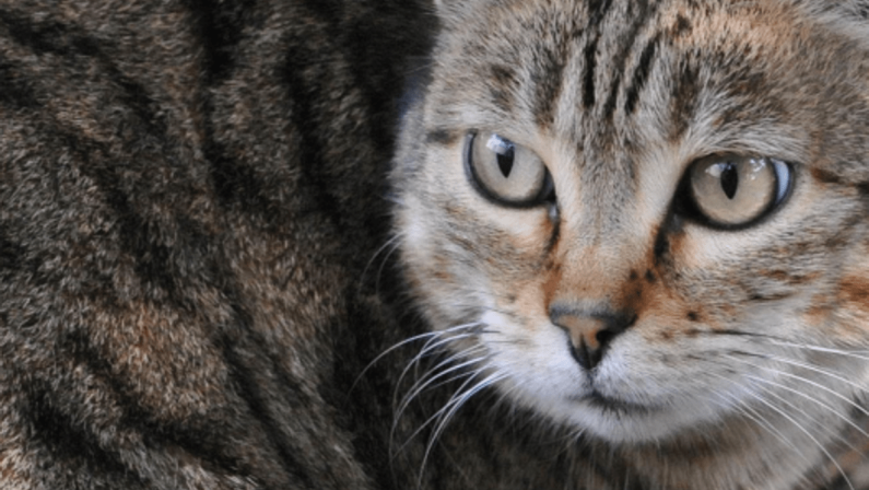 Scoperta nuova specie di felino selvatico, si trova in Bolivia: è il gatto Tilcayo