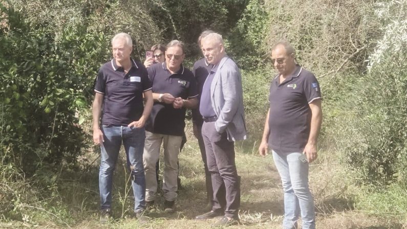 Xylella, a Taurianova eradicati i primi sette ulivi