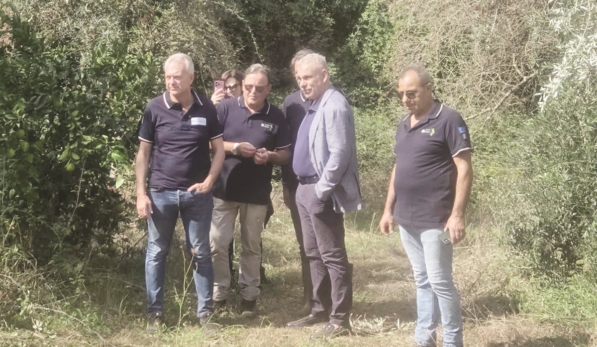 https://www.quotidianodelsud.it/wp-content/uploads/2026/09/taurianova-xylella-gallo.jpg