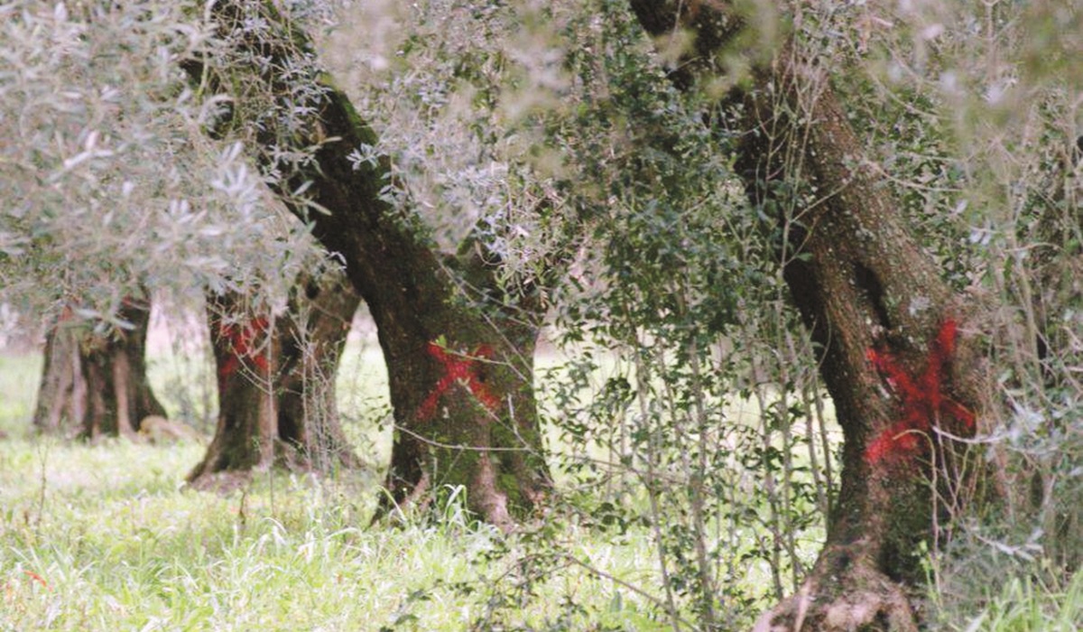 https://www.quotidianodelsud.it/wp-content/uploads/2026/09/ulivi-xylella-calabria.jpg