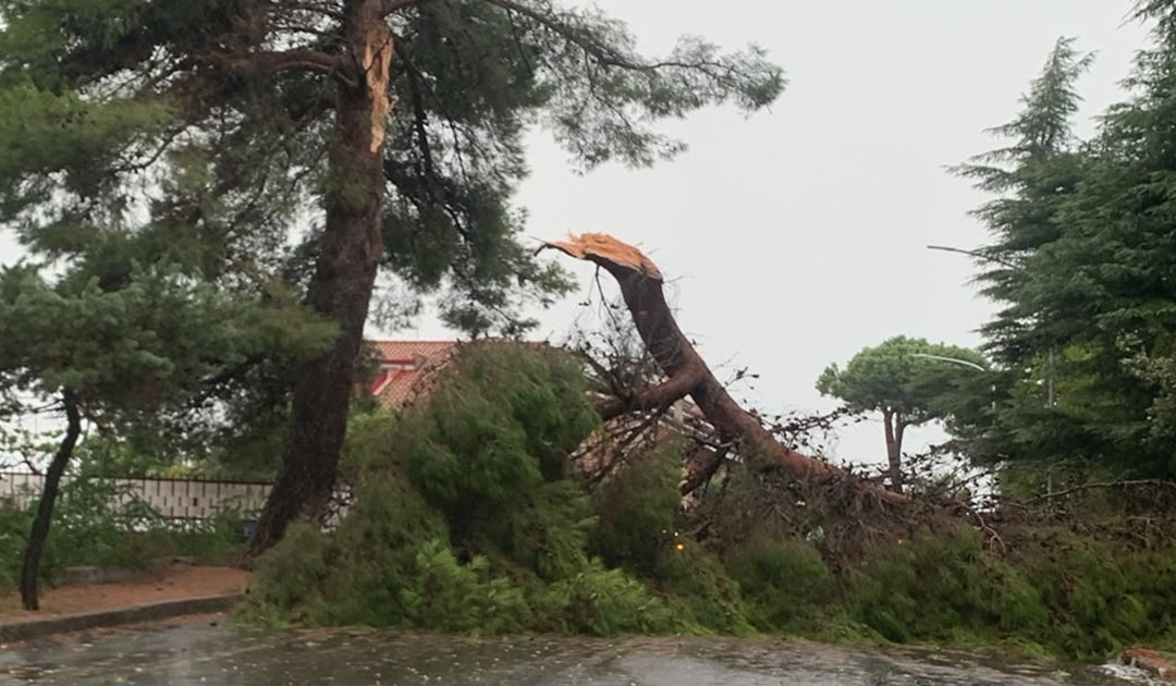Uno degli alberi caduti in città