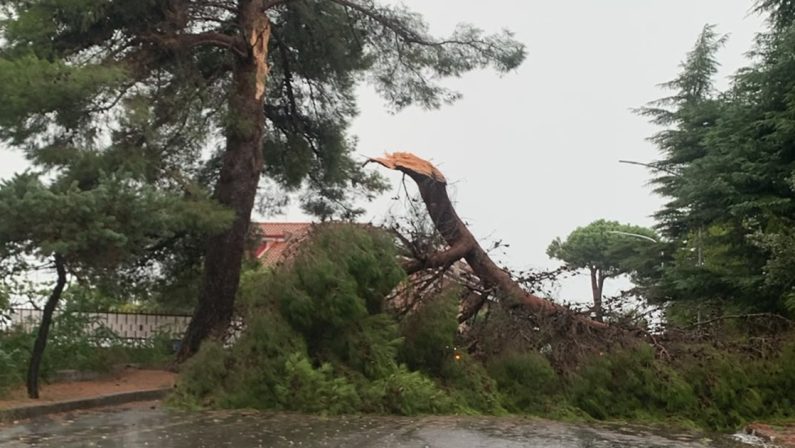 Pericolo a Vibo, alberi caduti sulla strada per via del nubifragio