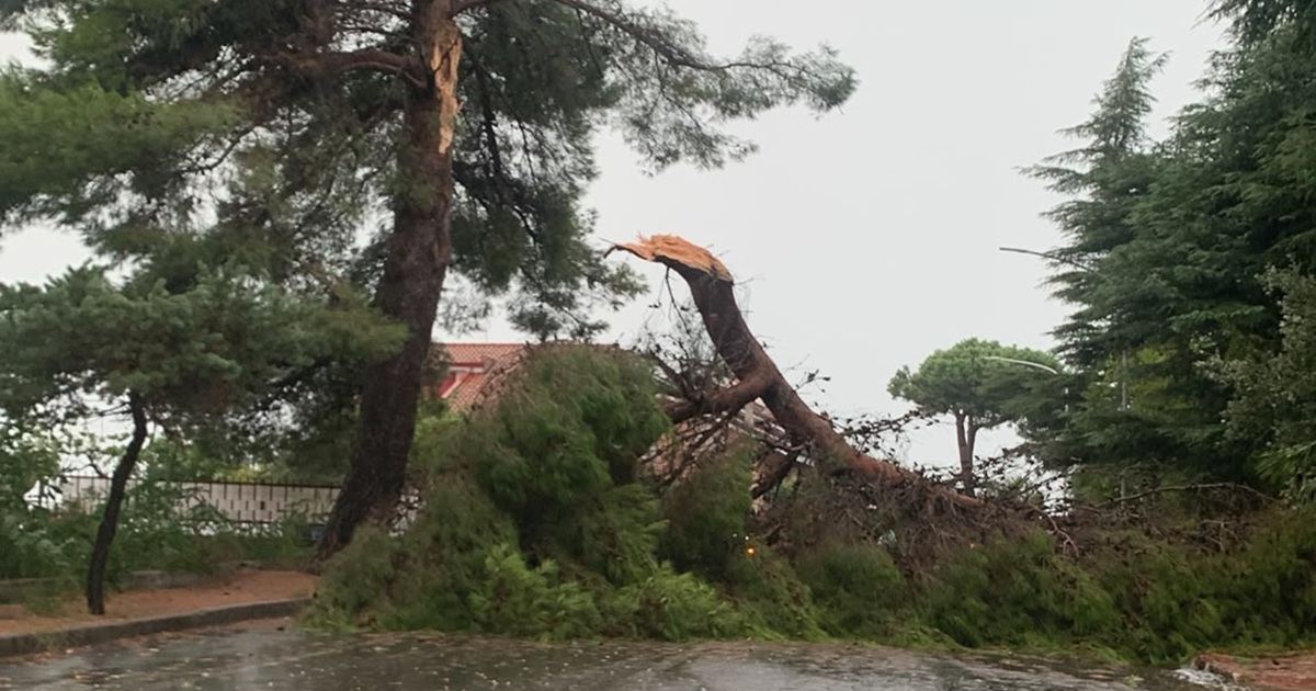 https://www.quotidianodelsud.it/wp-content/uploads/2026/09/vibo-albero-caduto.jpg