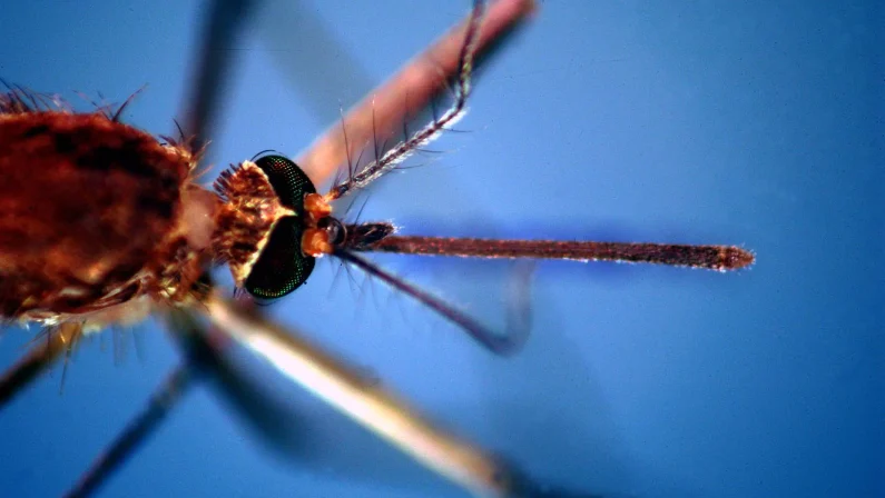 Da inizio anno 657 casi di West Nile, 294 di Dengue e 28 di Chikungunya: il report aggiornato dell’ISS