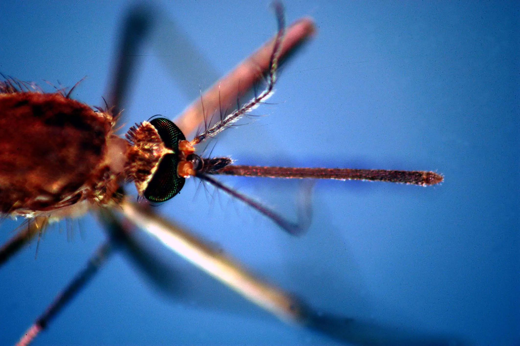 https://www.quotidianodelsud.it/wp-content/uploads/2026/09/west-nile.jpg
