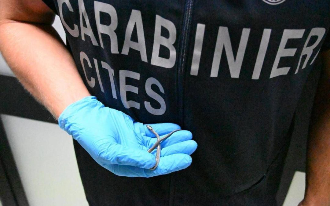 Palermo, fermento all’aeroporto: trovato piccolo serpente sul volo da Lampedusa