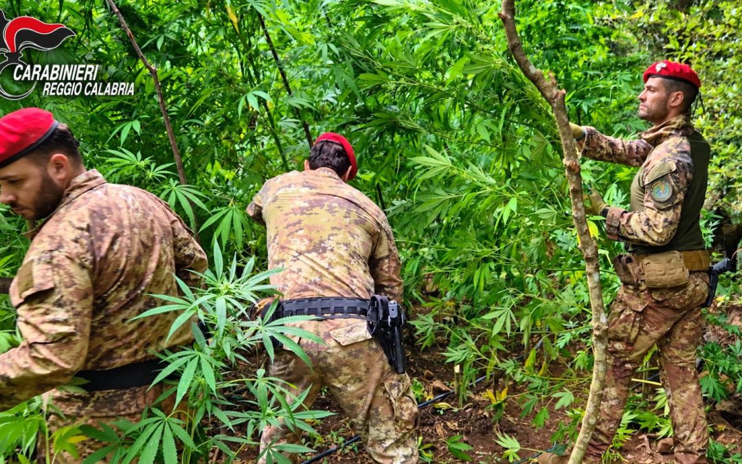 Scoperta una piantagione di canapa indiana nel Reggino, sequestrate 300 piante / Video
