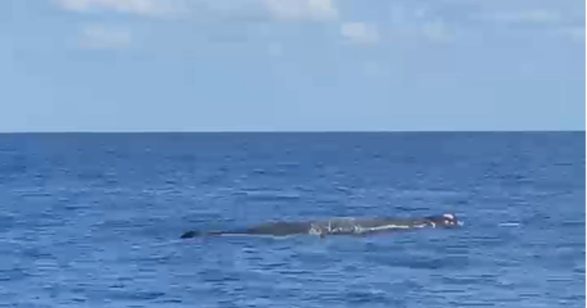 https://www.quotidianodelsud.it/wp-content/uploads/2026/09/while-watching.jpg