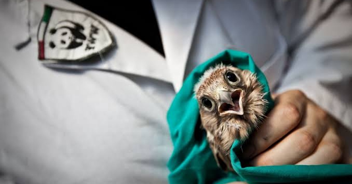 https://www.quotidianodelsud.it/wp-content/uploads/2026/09/wwf-salvataggio-animali.jpg