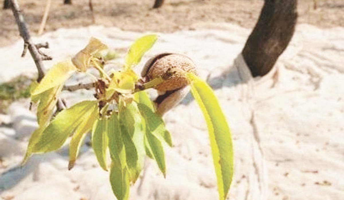 https://www.quotidianodelsud.it/wp-content/uploads/2026/09/xylella-basilicata-mandorlo.jpg
