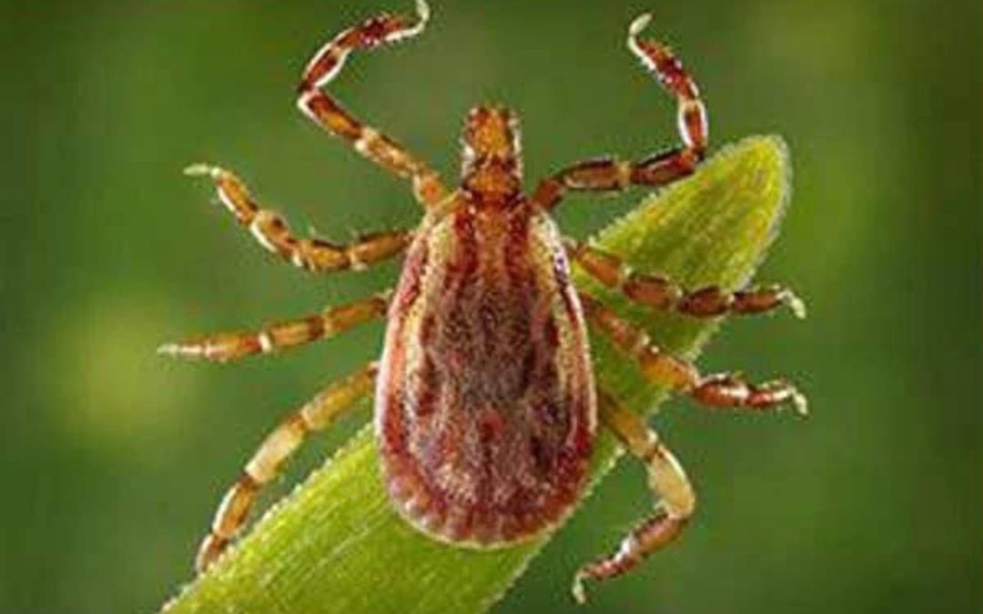 Allarme Altnv, il nuovo virus dalle zecche: cosa sapere