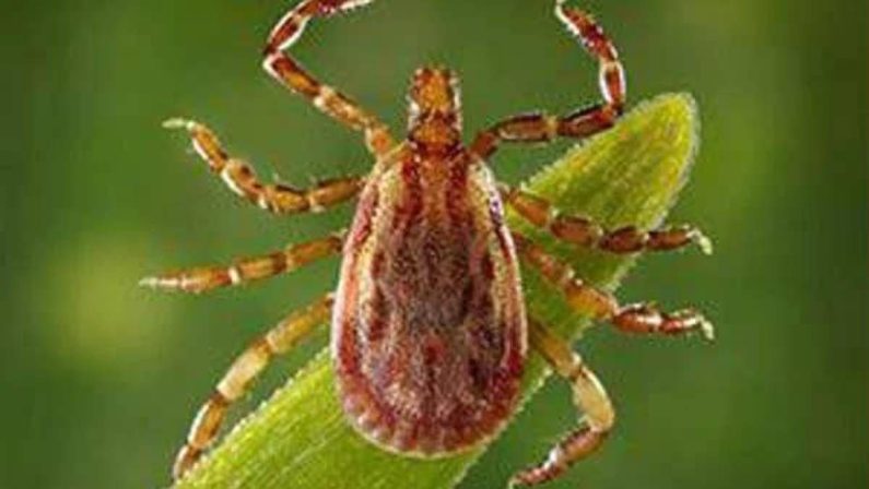 Allarme Altnv, il nuovo virus dalle zecche: cosa sapere