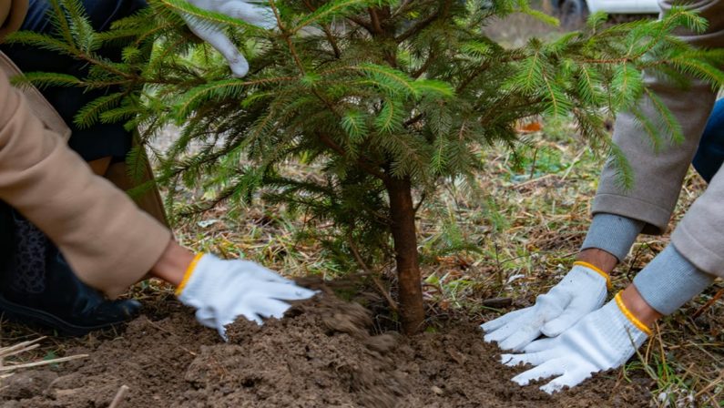 La Calabria ha 261mila nuovi alberi, ma è merito della metrocity di Reggio Calabria