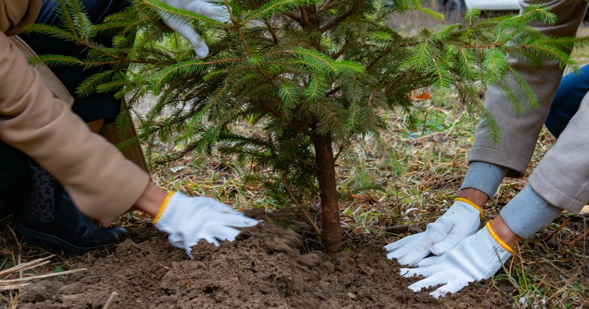 https://www.quotidianodelsud.it/wp-content/uploads/2026/10/alberi-piantare.jpg