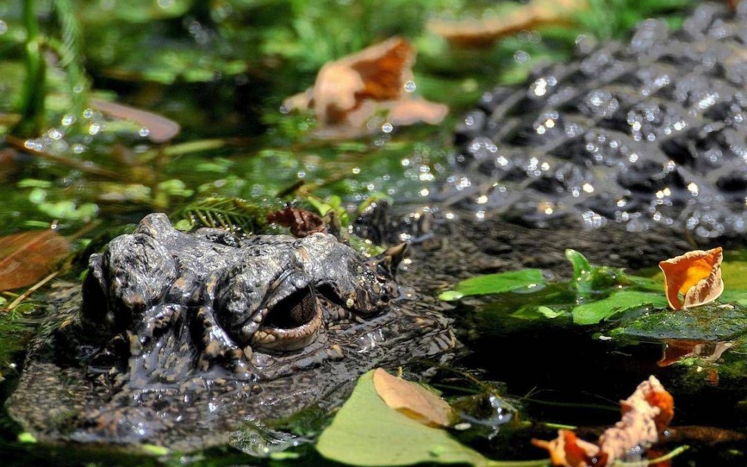 Aggredito e trascinato sott’acqua da un alligatore mentre pesca: morto 71enne