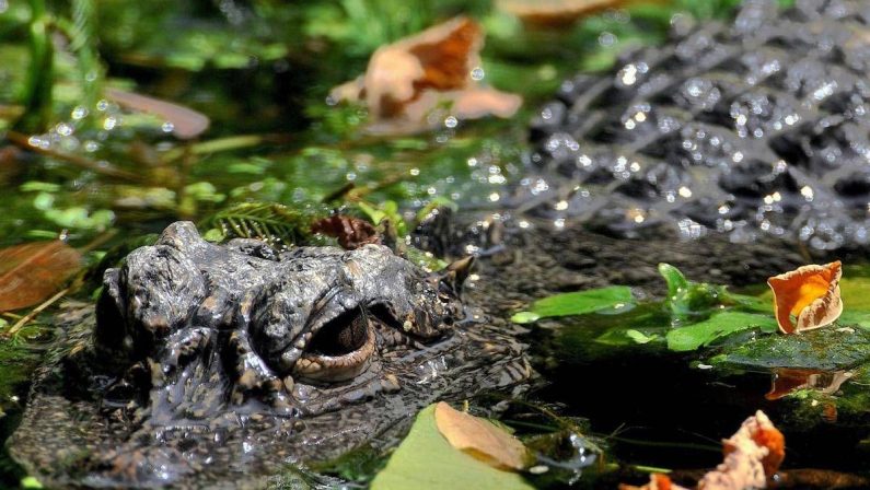 Aggredito e trascinato sott’acqua da un alligatore mentre pesca: morto 71enne