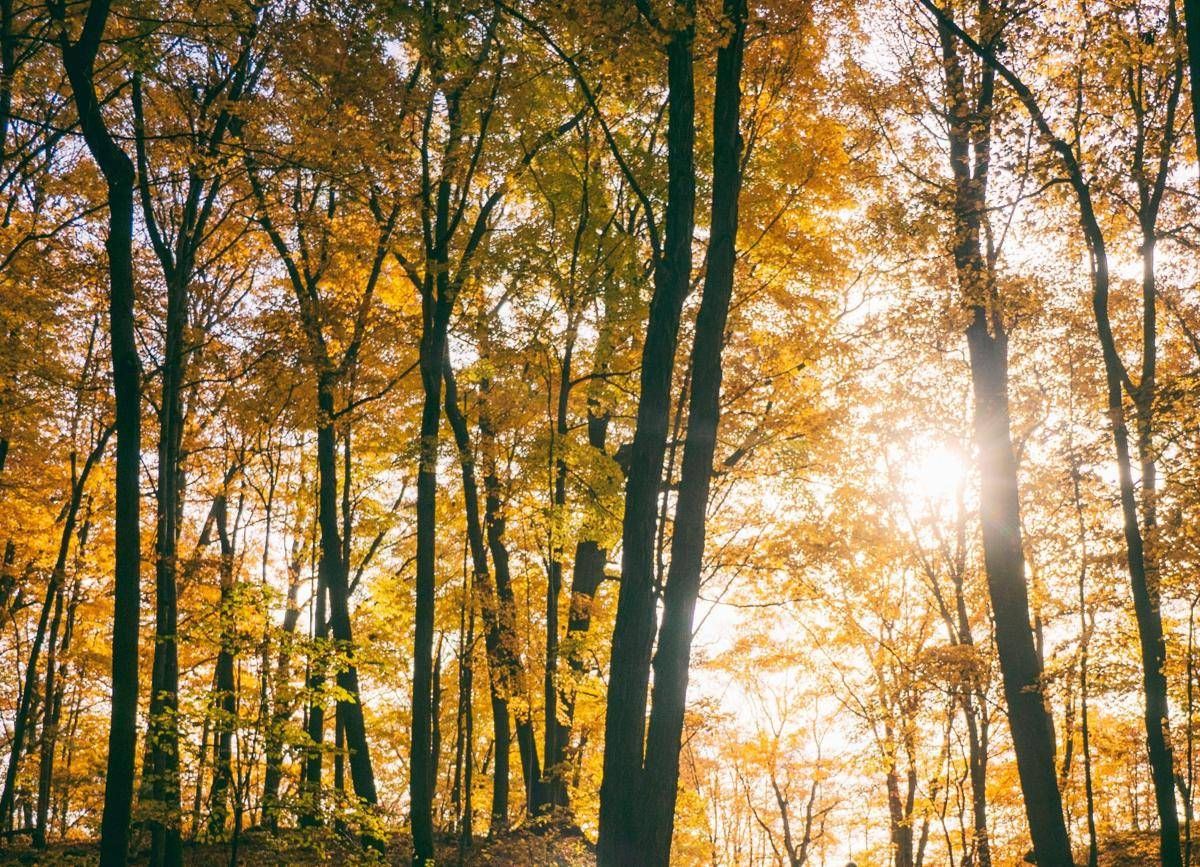 https://www.quotidianodelsud.it/wp-content/uploads/2026/10/autunno8-123rf-free.jpeg