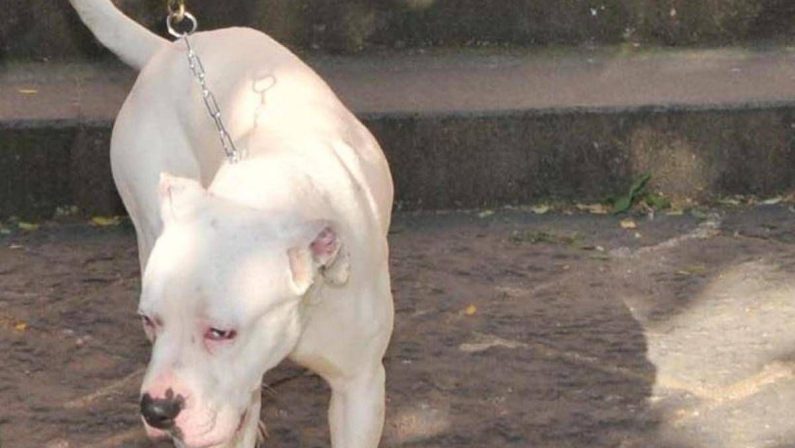 Seduta al tavolino di un bar viene azzannata in testa da un cane sfuggito alla dog sitter