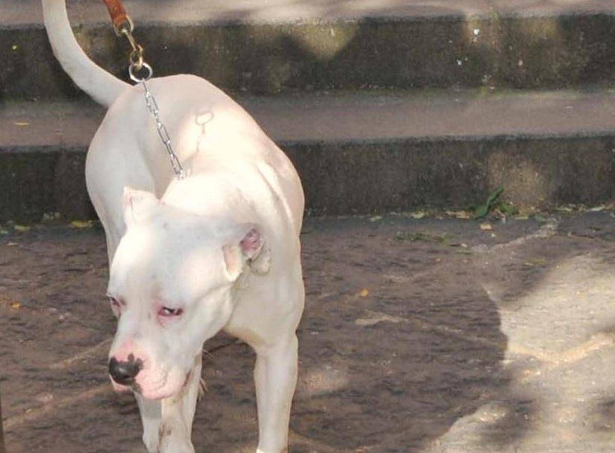 https://www.quotidianodelsud.it/wp-content/uploads/2026/10/cane-amstaff-ipa.jpeg