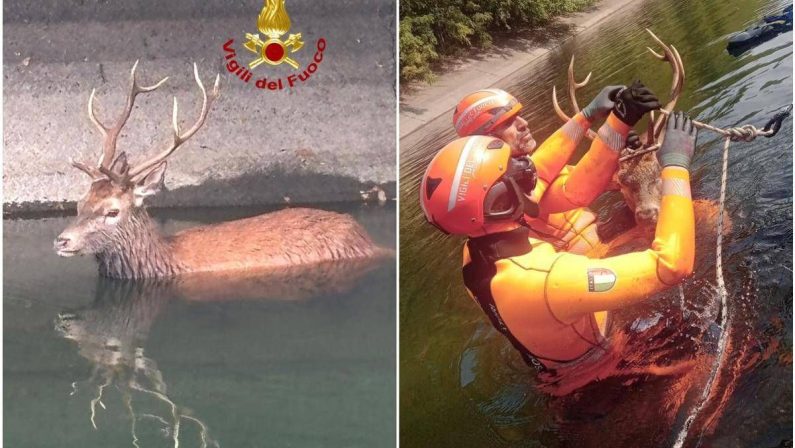 Milano, cervo intrappolato nel canale Villoresi: salvato dai vigili del fuoco